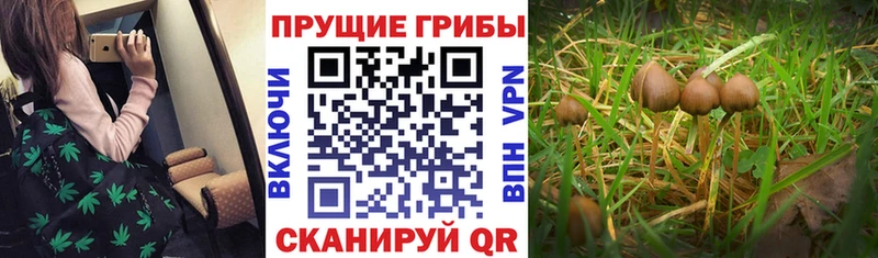 Галлюциногенные грибы Psilocybine cubensis  Мещовск 